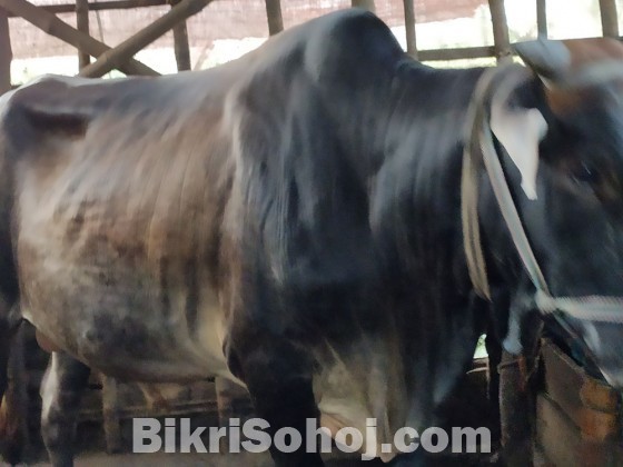 Get 100% pure deshi cows